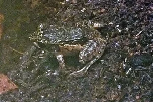Betsileo Madagascar Frog