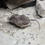 Karoo Round-eared Sengi