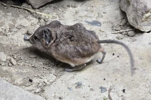 Slurfspitsmuis