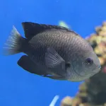 Blue-scribbled Damselfish