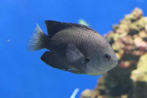 Blue-scribbled Damselfish