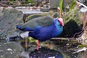 Purperkoet