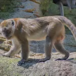 Long-tailed Macaque