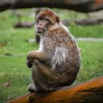 Barbary Macaque