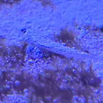 Common Dragonet