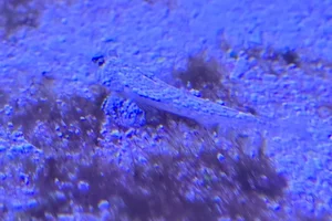 Common Dragonet
