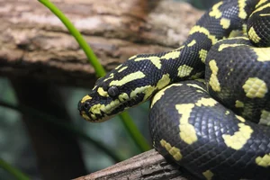 Oerwoudruitpython