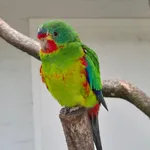 Swift Parrot