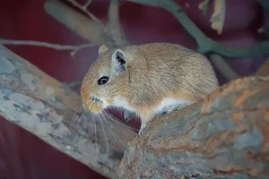 Mongoolse Gerbil