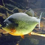 Pygocentrus cariba