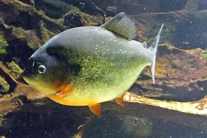 Pygocentrus cariba