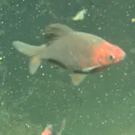 Black Ruby Barb
