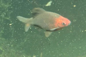 Purperkopbarbeel