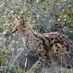 Serval