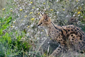 Serval