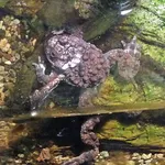Yunnan Firebelly Toad