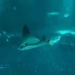 Spotted Eagle Ray