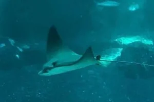 Spotted Eagle Ray