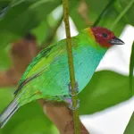 Bay-headed Tanager