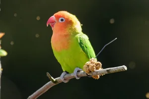Nyasa-agapornis