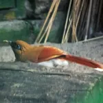 Buffy Laughingthrush
