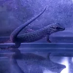 Cheke's day gecko