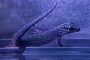 Cheke's day gecko