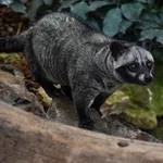 Common Palm Civet
