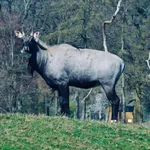Nilgai