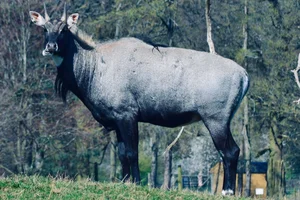 Nijlgau