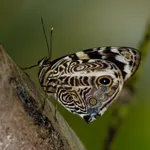 Blomfild's Beauty
