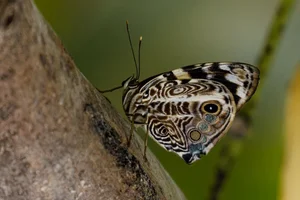 Blomfild's Beauty