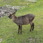 Waterbuck