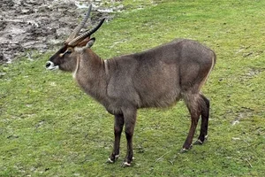 Defassawaterbok