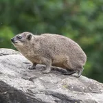 Rock Hyrax