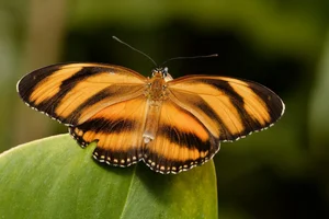 Banded Orange Heliconian
