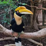 Great Hornbill