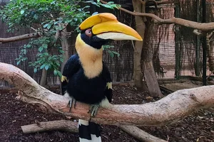 Dubbelhoornige Neushoornvogel