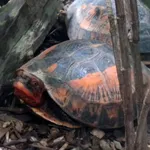 Bourret’s Box Turtle