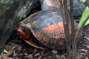 Bourret’s Box Turtle