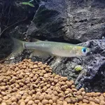 ricefish