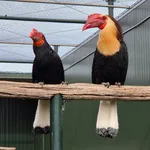 Writhed Hornbill