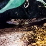 Saba Anole