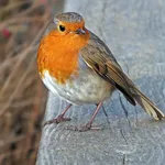 European Robin