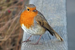 Roodborst