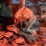 Pygmy Slow Loris