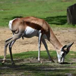 Springbok