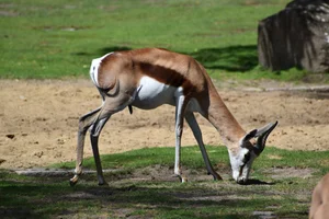 Springbok
