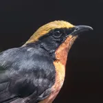 Yellow-crowned Gonolek