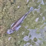 Largescale foureyes, Four-eyes